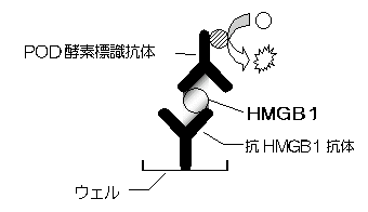 HMGB1検査の原理図