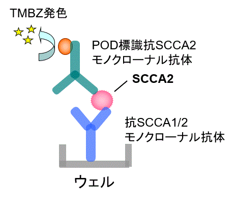 SCCA2